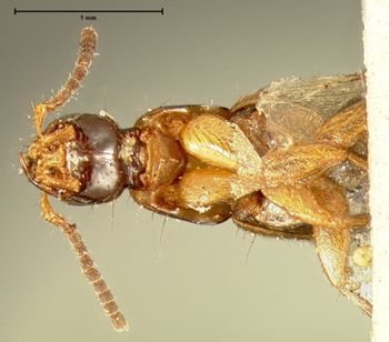 Media type: image; Entomology 34094   Aspect: habitus ventral view
